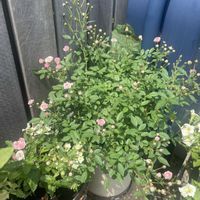 極小ミニバラ・みさき,鉢植え,フロントガーデン,バラ・ミニバラ,玄関アプローチの画像