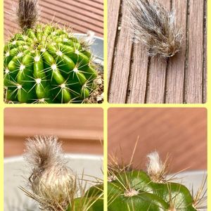 オクラ,キュウリ,サボテン,トマト,ハイビスカスの画像