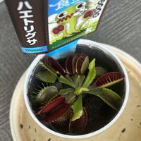 ハエトリグサ,ハエトリグサ,有吉園芸の画像