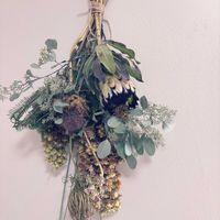 ユーカリ,ユーカリ,花の種,プロテア,プロテアの画像