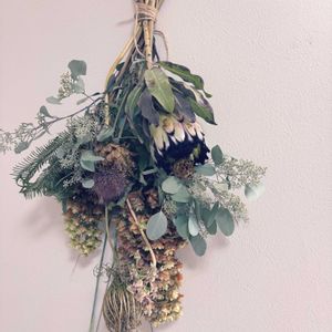 ユーカリ,ユーカリ,花の種,プロテア,プロテアの画像