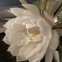 月下美人,月下美人,マイガーデン,白い花,今日の一枚の画像