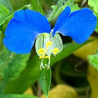 ツユクサ,ツユクサ,小さな花,癒し,青い花の画像
