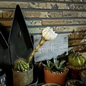 サボテン,アトランティス,セダムの寄せ植え,サボテンの花✨,セダム アトランティスの画像