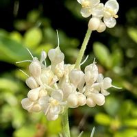 ハンゲショウ,ヤブミョウガ,ヤブミョウガの実,色の変化,素敵な出会いの画像