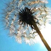 タンポポ,タンポポの綿毛,たんぽぽ,たんぽぽの綿毛,大好きな花の画像