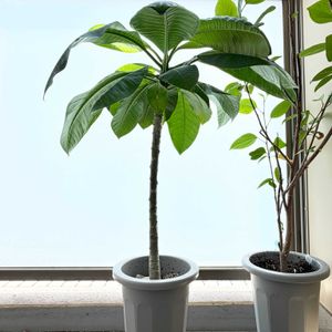 プルメリア,花芽,実生,種から,花のある暮らしの画像