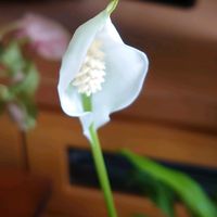 カーネーション,スパティフィラム,スパティフィラム,観葉植物,挿し芽の画像