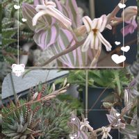 十二の巻,小さな花,花のある暮らし,玄関ポーチ,SDGsの画像