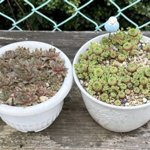 ペキニーズ,ブロンコ,紅蓮華,オリンピック,パシフィックマジックナイトの画像