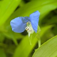 ツユクサ,露草,露草,露草,セレナーデの画像