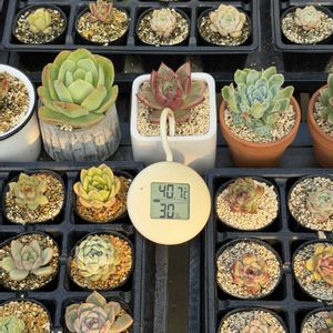 多肉植物,葉挿し,セダム属の画像