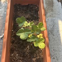 イチゴ,イチゴ,いちご,イチゴの芽,苺(いちご)の画像