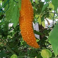 ゴーヤ,トマト,夏みかん,ヘビウリ,ミョウガの画像
