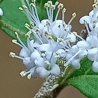 コムラサキ,コムラサキ,花のある暮らし,かわぃぃ。,命の不思議の画像