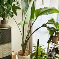 ストレリチア,ストレリチア オーガスタ,オーガスタ,観葉植物,インテリアグリーンの画像