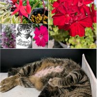 フクシア,フロックス,紫陽花 てまりてまり,ベランダのお花,ありがとう♡の画像