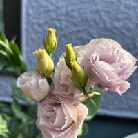 チコリ,トルコキキョウ,パイナップルリリー,瑠璃玉アザミ,クマンバチの画像