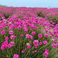 アルメリア,シカ,セリ科,宗谷岬の画像