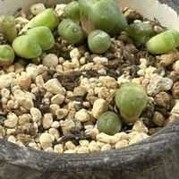 多肉植物,コノフィツム属,成長,記録,置き場所問題の画像
