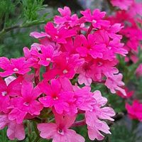 リナリア,タピアン ローズ,ナチュラルガーデン,お花のある生活,元気もらえるの画像