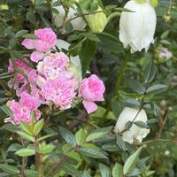 カンパニュラ,カンパニュラ,ミニバラ,つるバラ・舞姫,カレンの画像