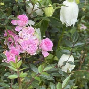 カンパニュラ,カンパニュラ,ミニバラ,つるバラ・舞姫,カレンの画像