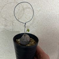 亀甲竜,ベランダの画像