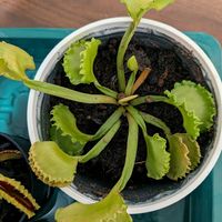 ハエトリソウ,珍奇植物,植中毒,実生株,テラスの画像