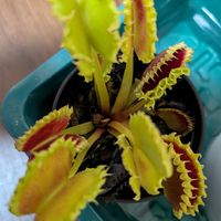 ハエトリソウ,花のある暮らし,珍奇植物,バルコニスト,実生株の画像
