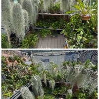デンドロビウム,ウスネオイデス,洋ランいろいろの画像