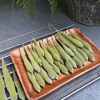 フジ,藤のツル,藤の実,フジマメ,藤豆の画像