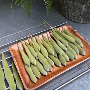 フジ,藤のツル,藤の実,フジマメ,藤豆の画像