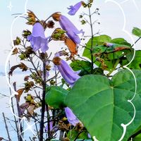 セイヨウニンジンボク,西洋ニンジンボク,キリ,桐の花,梅花藻の画像