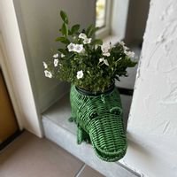 セイロンライティア,ニチニチソウ うさぎちゃん,ニーレンベルギア オーガスタ ブルーリング,寄せ植え,今日の一枚の画像