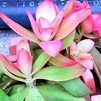 火祭り　(クラッスラ属)の画像
