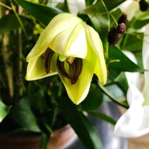 百合,お花を楽しむ,部屋の画像