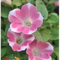 リコリス,癒し…♡,すてき…♡,乙女ピンク,サフィニアももいろハートの画像