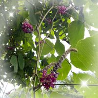 クズ,セージ,ミソハギ,ランタナ,ルドベキア タカオの画像