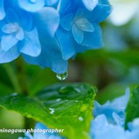 紫陽花,天使の雫,雨の雫,GSの繋がりに感謝♡,旭川市の画像