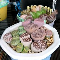 リトープス,多肉植物,ベランダの画像