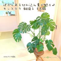 モンステラ,モンステラ,モンステラ デリシオーサ,モンステラ デリシオーサ,観葉植物の画像