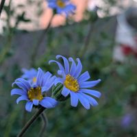ブルーデージー,赤花トケイソウ,フローラ ヴィティフォリア,チーム愛知,Juneの会の画像