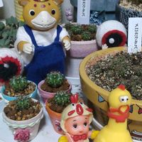 オベサ,コケサンゴ,メロカクタス,ブースカ,繋がりに感謝✨の画像