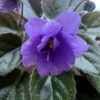セントポーリア,花のある暮らし,植物大好き,人に優しく,キッチンの画像