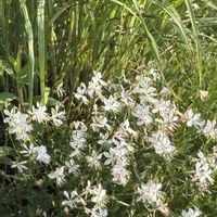 ガウラ,レモングラス,花のある暮らし,愛媛県,庭の画像