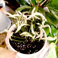 シンゴニウム,シンゴニウム　ゴジラ,シンゴニウム ゴジラ ピンク斑入り,シンゴニウム ゴジラ ピンク斑入り,観葉植物の画像