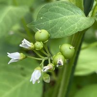 ラミウム,ラミウム,ガーデンハックルベリー,ユーコミス スパークリングバーガンディー,ハックルベリーの花の画像