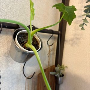 観葉植物,成長記録の画像