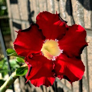 アデニウム,☆りん☆のアデニウムＡ子,観察,多肉植物,開花の画像